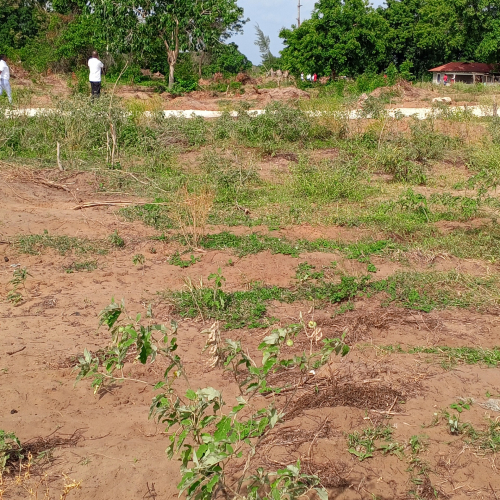 Malindi Msabaha 50 by 100 ft Plots